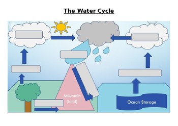 Preview of The Water Cycle Worksheet and Answers