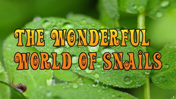 Preview of The Wonderful World of Snails PowerPoint