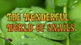 The Wonderful World of Snails PowerPoint