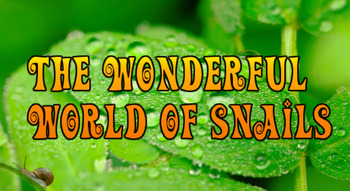 Preview of The Wonderful World of Snails (Keynote)
