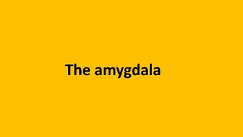 Preview of The amygdala