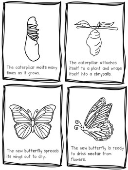 The butterfly life cycle mini unit by Welcome to Room 36 | TpT