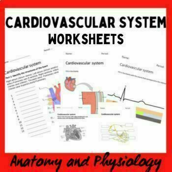 Preview of The cardiovascular system Worksheets