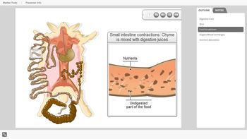 Preview of The digestive system