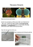 The eyes of insects (compound eyes experiment)