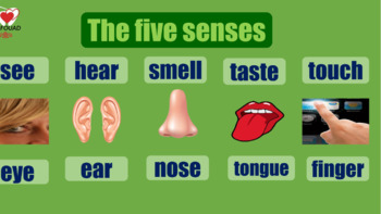 Preview of The five senses