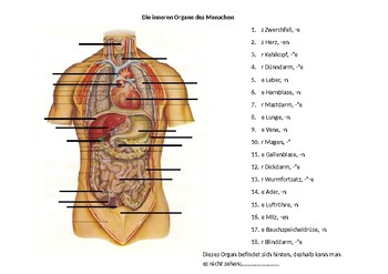 The Human Body Vital Organs Innere Organe Der Menschliche Korper