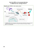 The immune system / mRNA vaccine