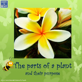 The parts of a plant and their purpose