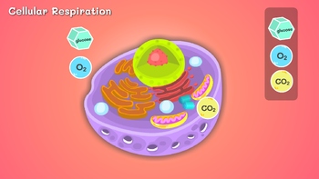 Preview of The process of breaking down nutrients