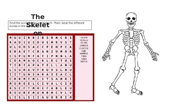 Preview of The skeleton