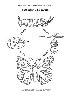 The very ungry caterpillar, life cycle of the butterfly | TpT