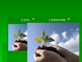 Theme: Plants in Spanish. Plantas y palabras relacionanas