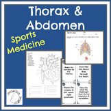 Thoracic and Abdominal Cavities for Sports Medicine