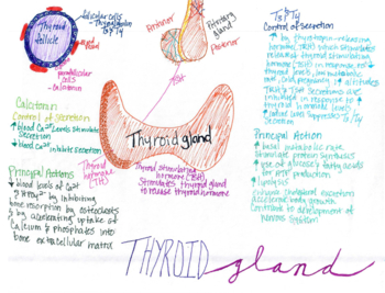 Preview of Thyroid Gland Concept Map