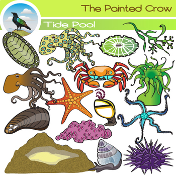 Preview of Tide Pool Clip Art - Sea Creatures -  Invertebrates