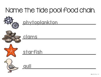 tidal pool food web