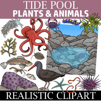 Preview of Tide Pool and Intertidal Zone Clipart - Ecosystem Clip Art