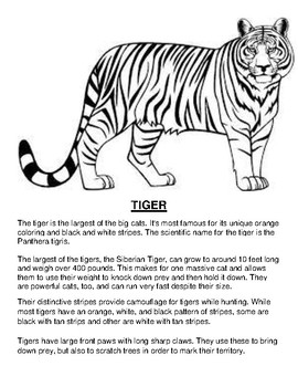Tiger Article and Coloring Worksheet by Pointer Education | TpT