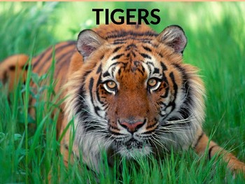 Tiger PowerPoint by Teacher Boutique By Miss Elle | TpT