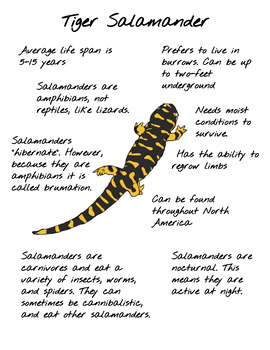 Preview of Tiger Salamander Fact Sheet
