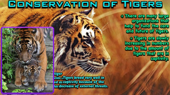 Tigers - PowerPoint & Activities by Ryan Nygren - RKN | TpT
