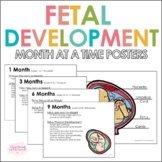 Timeline for Fetal Development | Prenatal Development Mont