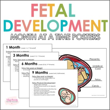 Preview of Timeline for Fetal Development | Prenatal Development Month by Month Posters