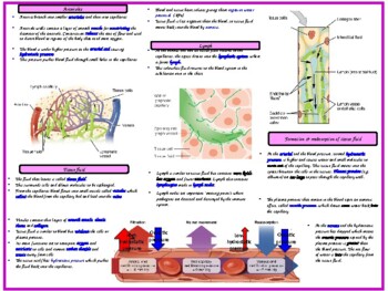 Preview of Tissue Fluid and Lymphatic Fluid