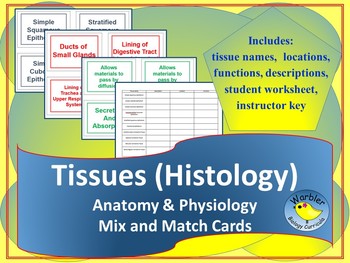 Preview of Anatomy & Physiology Tissue (Histology) Mix and Match Cards