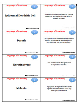 Tissue And Integumentary System Flash Cards Anatomy And Physiology - 