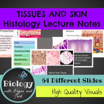 Preview of Tissues and Integumentary System PPT Notes