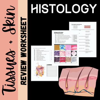 Preview of Tissues and Skin: Histology Review Worksheet