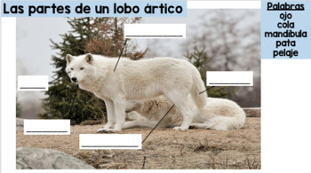 Todo Sobre El Lobo Ártico by Rosemary Buttacavoli | TpT