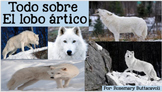 Todo Sobre El Lobo Ártico