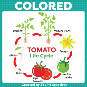 Tomato Life Cycle ClipArt for Printable and Digital Resources | TPT