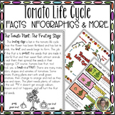 Tomato Life Cycle FACTS INFOGRAPHICS & MORE