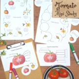 Tomato Mini Study: botany & plant life cycle mini unit