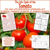 Tomato Plant Life Cycle Activities, Crafts, and Printables