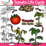 Tomato Plant Life Cycle Clipart: Plant Diagram Clip Art, B