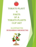 Tomato plant and Parts of a tomato plant clipart For Perso