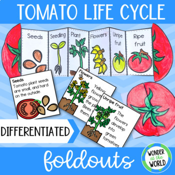 Preview of Tomato plant life cycle foldable sequencing activity cut and paste