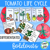 Tomato plant life cycle foldable sequencing activity cut a