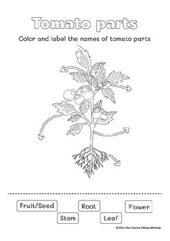 Tomato plant parts for kids PitiWis | TPT