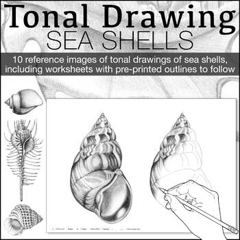 seashell drawings