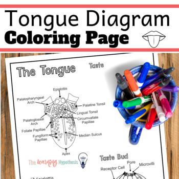 Preview of Tongue Diagram.  Sense of Taste. Nervous System Coloring Pages.