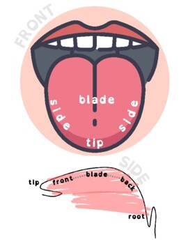 parts of the tongue for kids