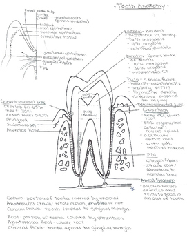 Preview of Tooth Anatomy