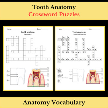 Tooth Anatomy Science Vocabulary Crossword Puzzle Worksheet Activity