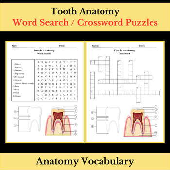 Preview of Tooth Anatomy | Science Vocabulary | Word Search & Crossword Puzzles